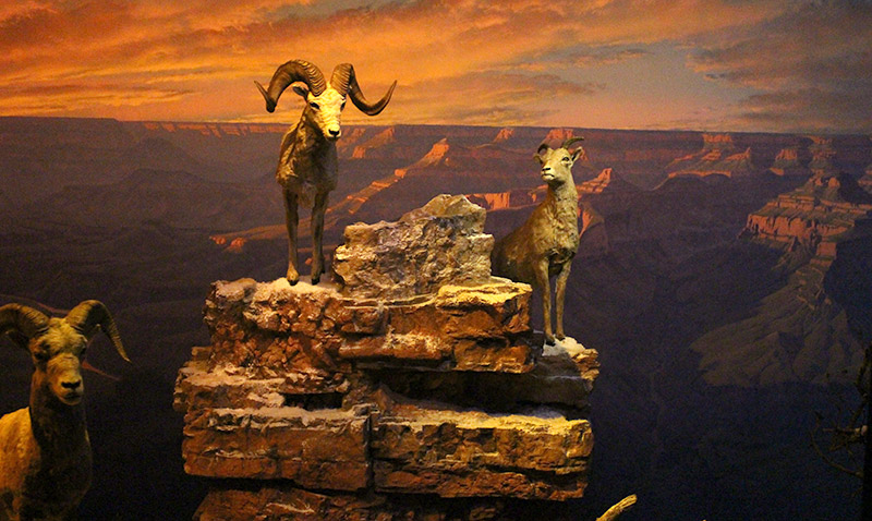 Grand Canyon Diorama